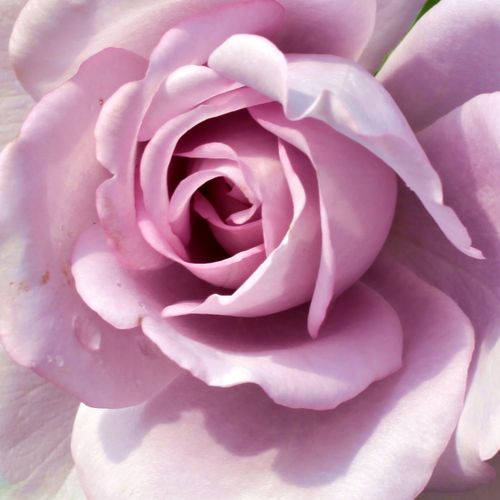 Rosa Blue Monday® - rosa de fragancia medio intensa - Árbol de Rosas Híbrido de Té - rosal de pie alto - púrpura - Mathias Tantau, Jr.- forma de corona de tallo recto - Rosal de árbol con forma de flor típico de las rosas de corte clásico.